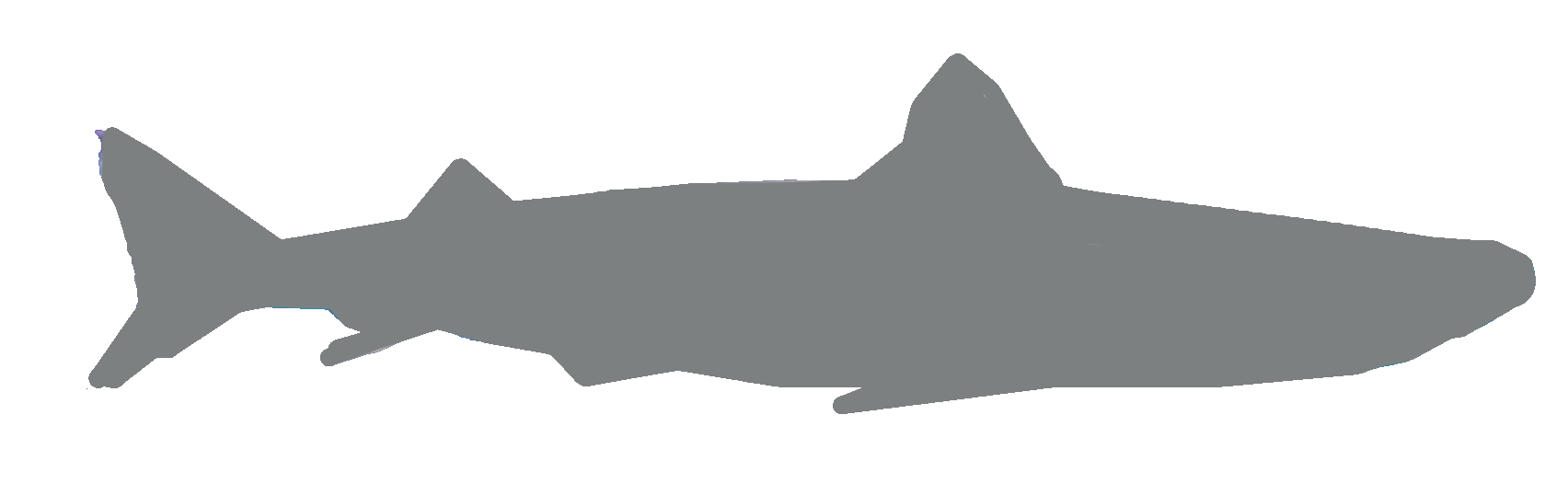 Shark Shadow