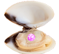 clam with open shell