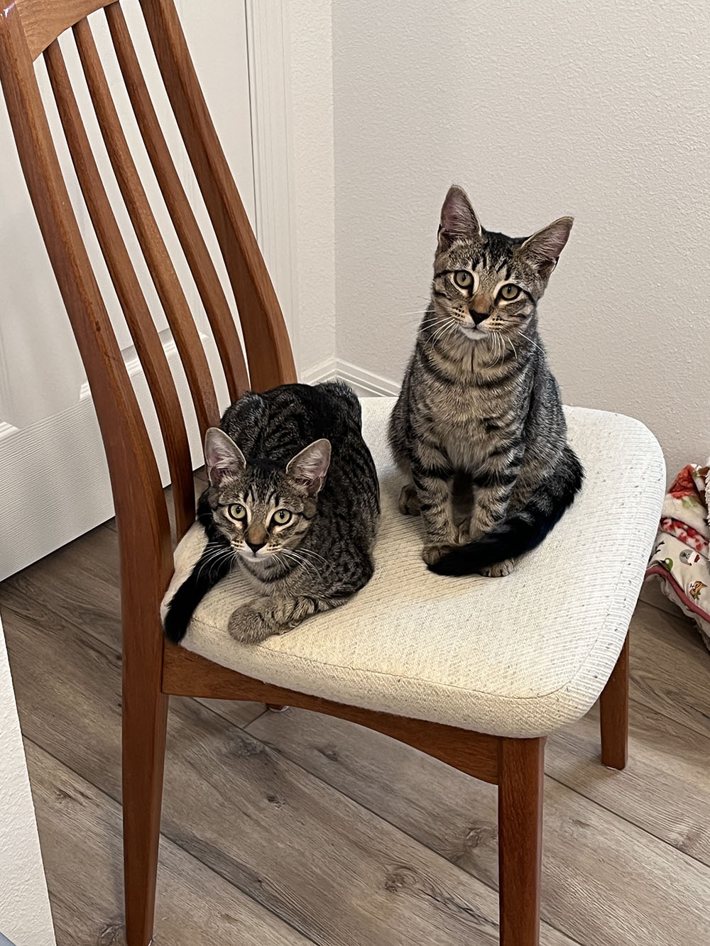 Photo by Jill Yamamoto
Zuzu and Zella, fostered by Friends of SPCA members, were strays that a good Samaritan found. This brother-sister duo has been fixed and vetted by Sheltering Hands and now awaits their forever home.