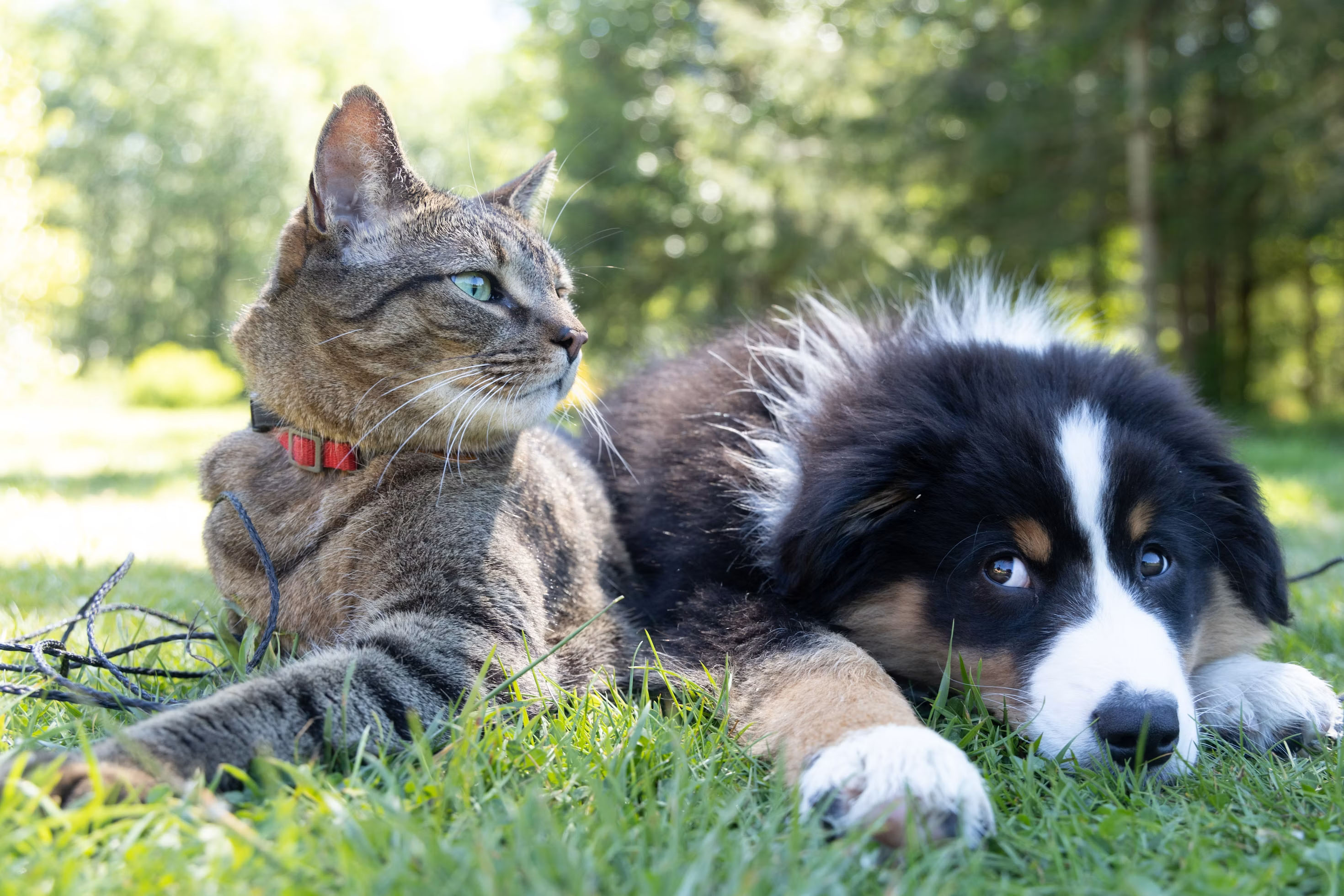 A cat and dog in the grass.
